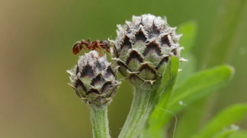 Ant on a plant Video stock 120921800