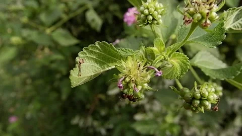 The ant in the plant Stock Footage 141404820