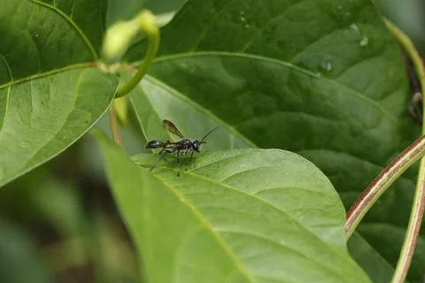 Ant on plant Stock Photos