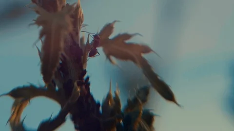 Ant on plant in slow motion - macro. Stock Footage 91826142