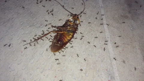 Ant play rotating cockroach Stock Footage 125744670