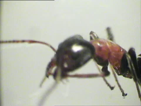 Ant portrait at microscope 3 Stock Footage 11896306