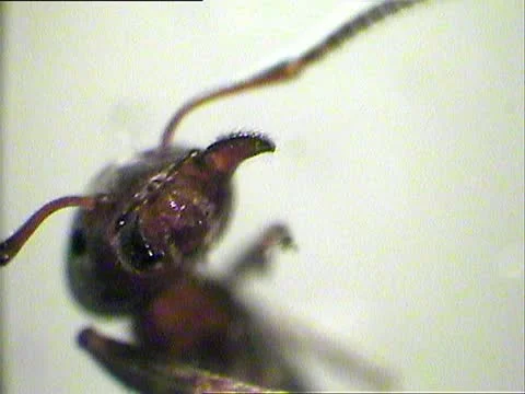 Ant portrait at microscope Stock Footage 11896311