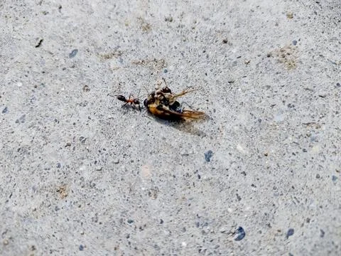An ant pull a dead bee Fotos de archivo