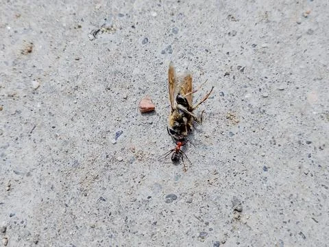 An ant pull a dead bee Fotos de archivo