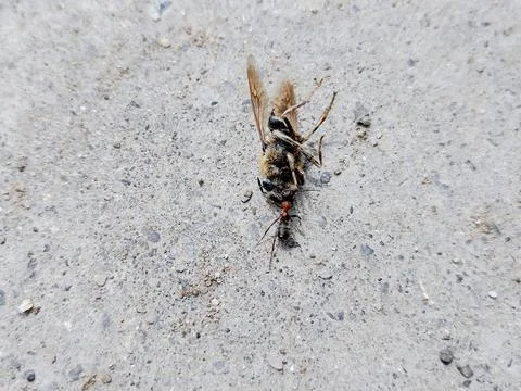 An ant pull a dead bee Fotos Stock