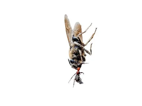 An ant pull a dead bee Stock Photos