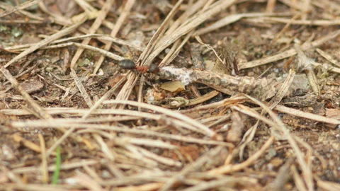 The ant is pulling a big branch Stock Footage 90410014