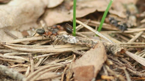 The ant is pulling a big branch. he is overtaken by an ant with a small load Stock Footage 90382030