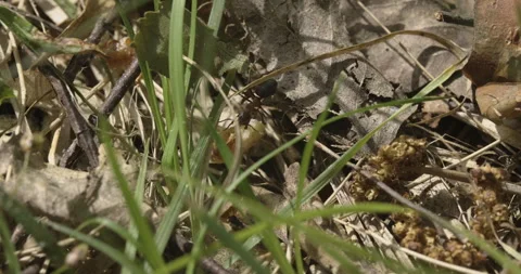 The ant is pulling a big crumb, 4K slomo Video stock 244381522