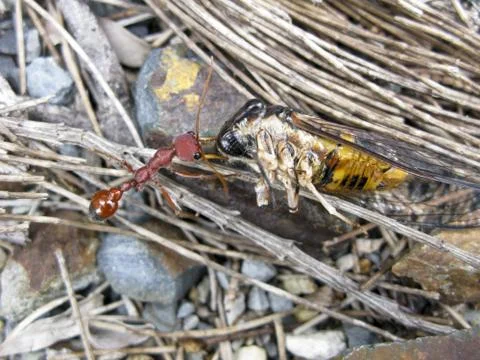 Ant pulling cicada Foto stock