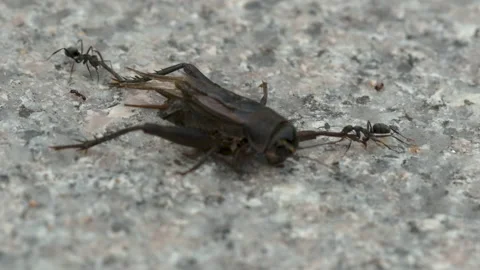 Ant pulling a cricket Video stock 234972824