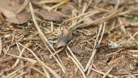 The ant is pulling a  large cargo Stock Footage 90414209