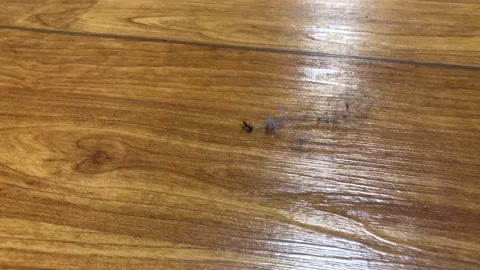 Ant pulling a large dust bunny Stock Footage 131763802