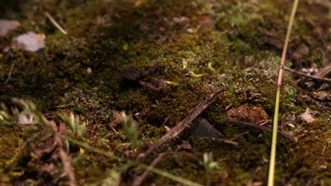 An ant pulls an object three times its size, insects Video stock 208339303