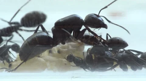 Ant queen with  brood and cocoons Stock Footage 66043813