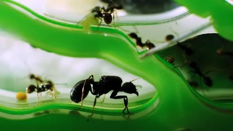 The ant queen close-up side view. Colony of black reapers messor structor ants Stock Photos