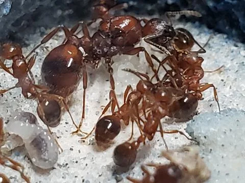 Ant queen closeup Stock Photos