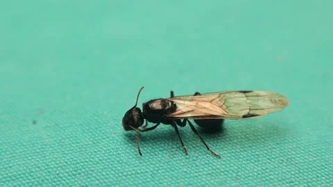 Ant queen on a green background. Winged ant isolated. new queen ant. Honey ants Video stock 153705378
