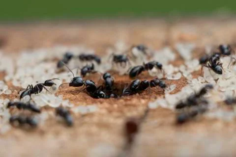 Ant Queen Helping Workers Stockfoto's