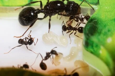 Ant Queen messor structor with Larvae and Ants Stock Photos