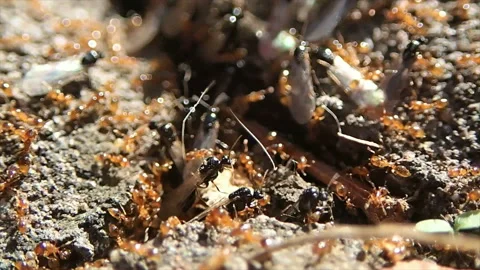 Ant queens emerge from anthill Stock Footage 171371172