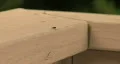 Ant On A Railing HD Footage