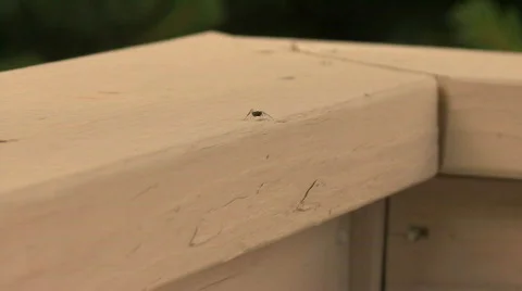 Ant On A Railing Stock Footage