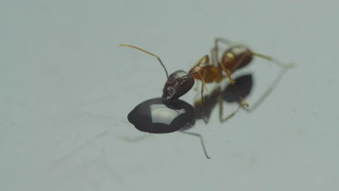 Ant red color. Drinking nectar. Close up 4k resolution. Stock-Footage 96004137