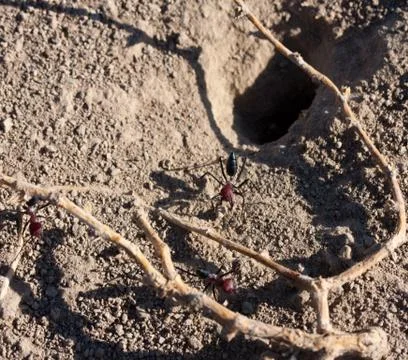 Ant with a red head Stock Photos