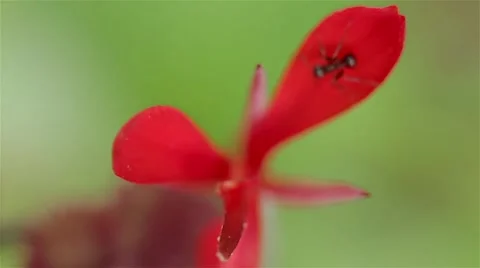 Ant on Red Lily flower Stockbeeldmateriaal 45341892
