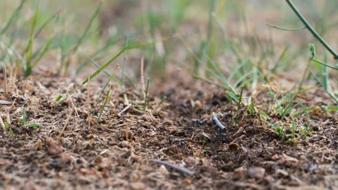 Ant road to the anthill Stock Footage 94078778