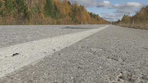 Ant on the road Stock Footage 30583492