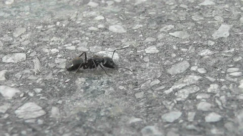 Ant on the road Stock Footage 30585627
