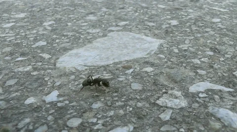 Ant on the road Stock Footage 30587006
