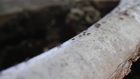 The ant road. Stock Footage 82263967
