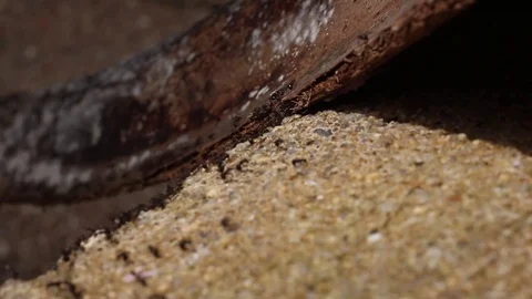 The ant road. Stock Footage 82263975