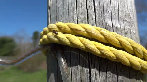 Ant on Rope Stock Footage 23092370