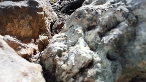 Ant Row on the Rock Oct 27, 2024. 库存影片 290983388