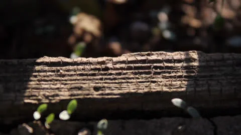 Ant Run Stock Footage 22902361