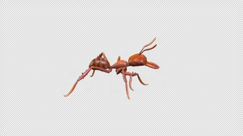 Ant run idle Stock Footage 321016286