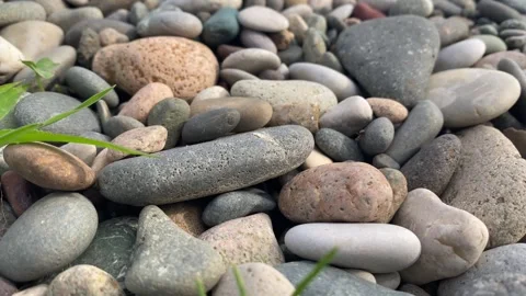Ant Running Across Smooth Pebbles on a Rocky Beach Close Up Stock Footage 340007258