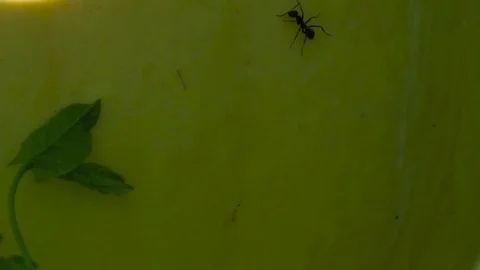 Ant running around the pumpkin Stock Footage 80987309