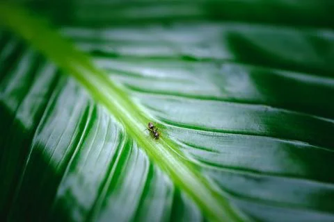 Ant running down a leaf Stock Photos