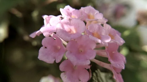 Ant Running On Flower Loop Stock Footage 108872315