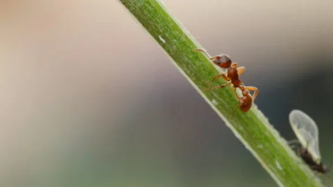 Ant is running 库存影片 120824138