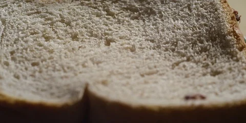 Ant running on sandwich Stock Footage 108665994
