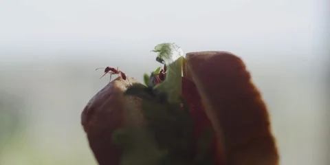 Ant running on sandwich Stock Footage 108670192