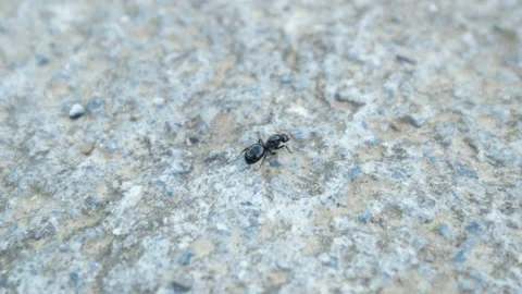 Ant running in a stone pattern. Macro following shot. Stock Footage 140803672