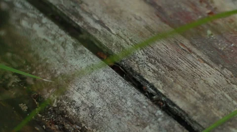 Ant running on wood. close-up Stock Footage 51832319